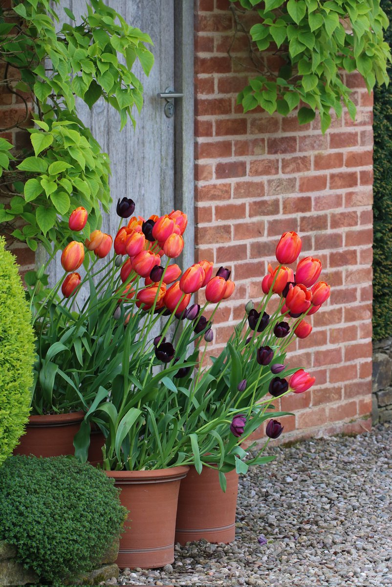 Beautiful tulips at #MortonHallGardens #TulipTuesday #GardeningX