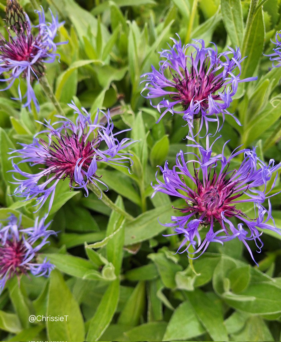 Wishing you all a lovely Tuesday.
            ☀️🌿 Enjoy 🌿☀️
#TuesdayBlue #Flowers #Gardening #GardeningTwitter #GardeningX