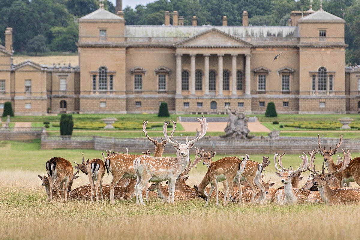 The fallow deer at Holkham✨✨ If you have a DSLR, CSC or Bridge Camera and would like to learn how to get take the very best photos, The Norfolk Photographer will be running an essential camera skills workshop at Holkham on 25th May. #Holkham #HolkhamEstate #VisitNorfolk