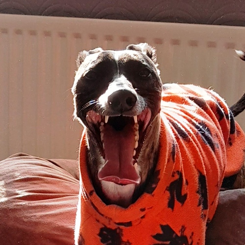 Morning Pals! Happy #TongueOutTuesday 🐶🐾 #TiggerClubNews #TuesdayMorning #TuesdayVibe #TuesdayMotivaton #GoodMorning