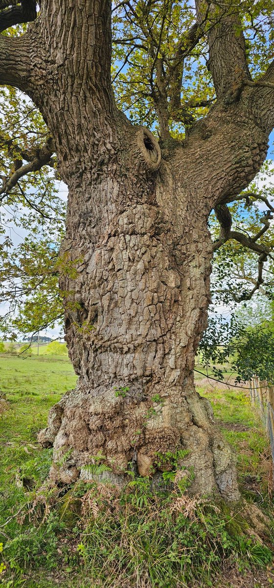 Good morning everyone. #TreeOfTheDay no.798 Happy #ThickTrunkTuesday
