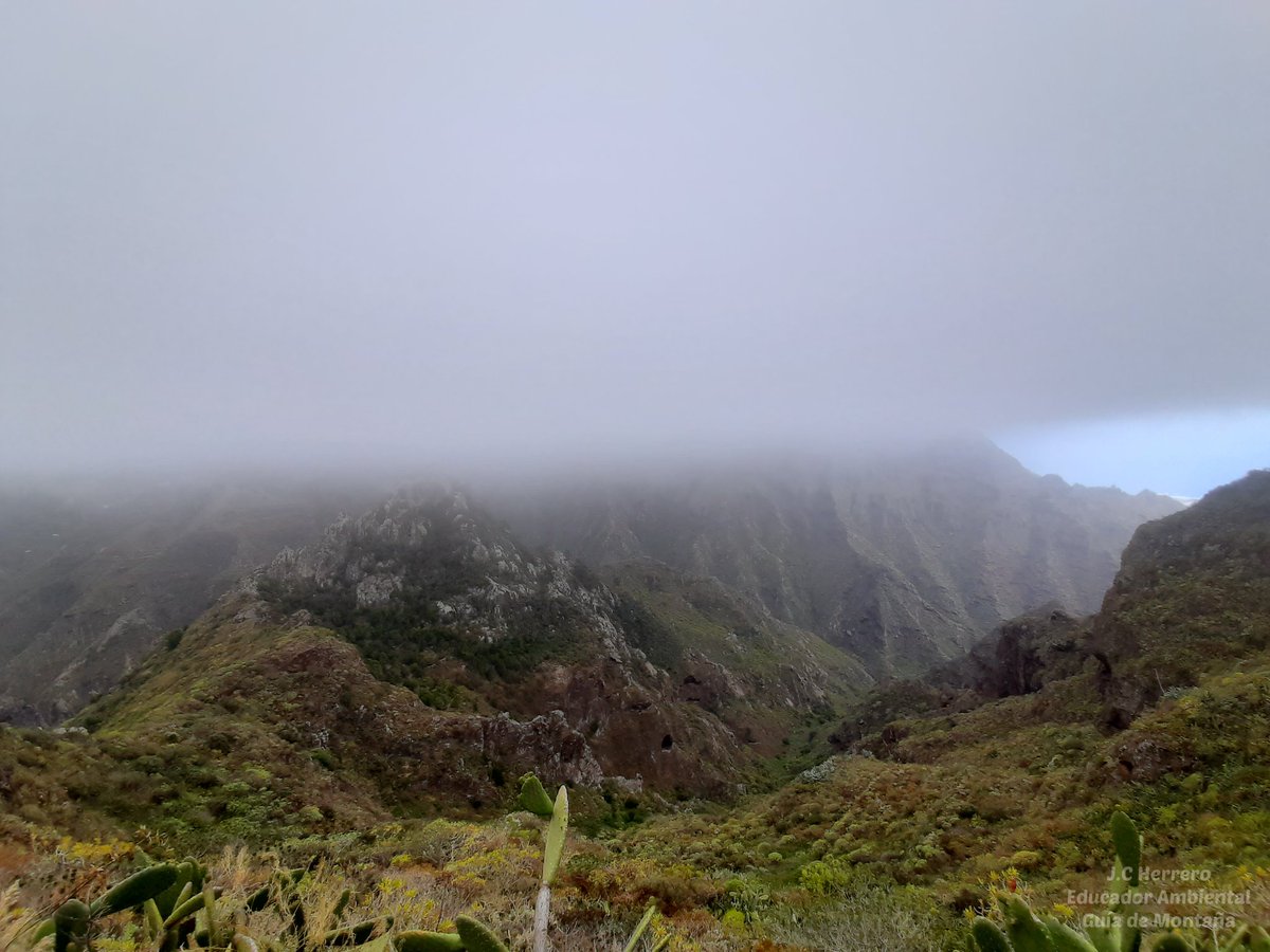 El Parque Rural de Anaga a veces deja imágenes insólitas 💚 como este mar de nubes 'cortado a cuchillo' con el Roque de los Pinos marcando el límite 🙌

#Anaga #ParqueRuraldeAnaga #GuíadeMontaña #EducadorAmbiental #Tenerife #SenderismoTenerife