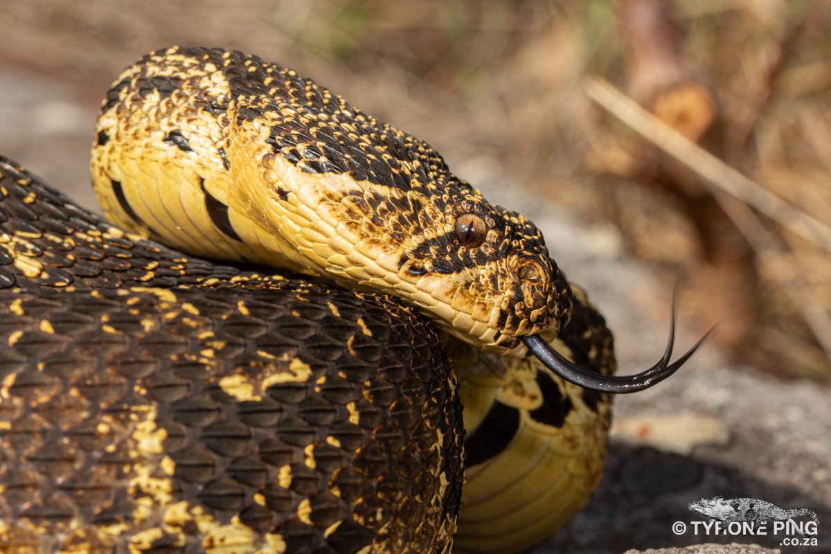 Bitis arietans - Puff Adder. 
From Tamboerskloof, Western Cape.
Highly-venomous
tyroneping.co.za/snakes-souther…