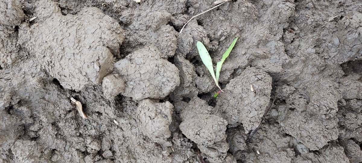 Slakken in #suikerbieten zijn wel erg actief.