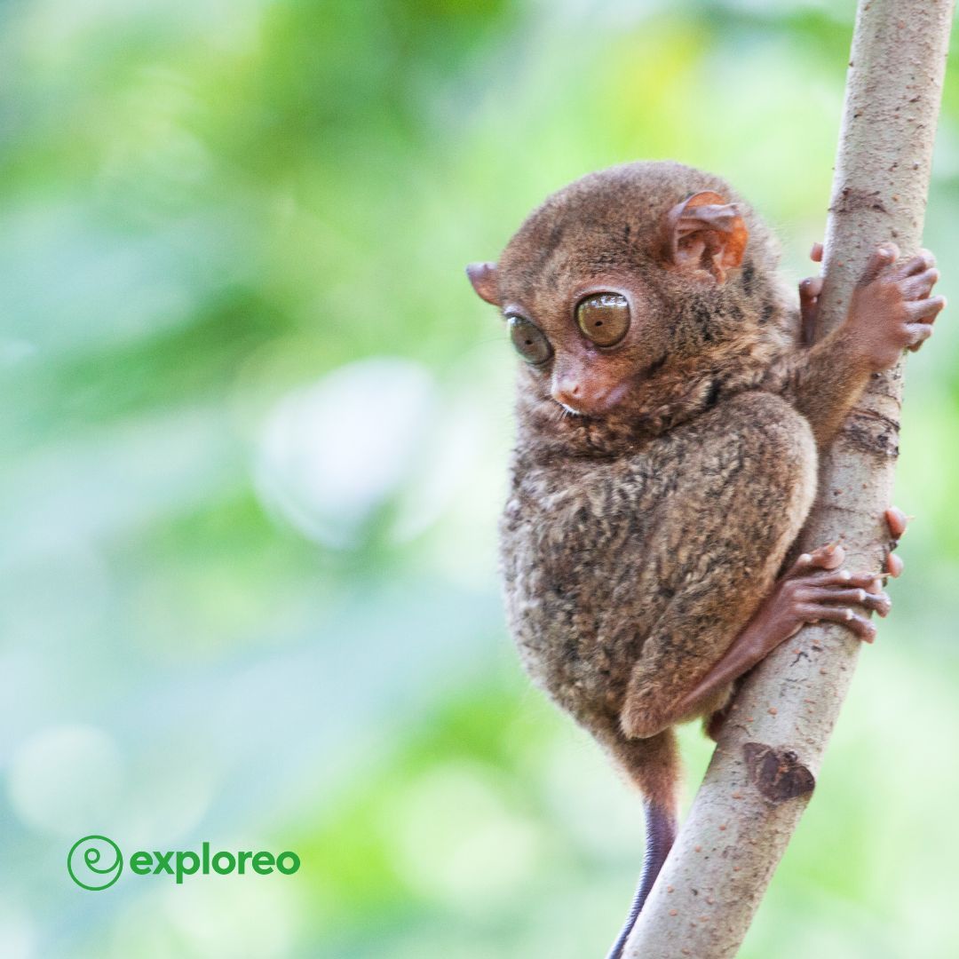 Discover the mysterious world of tarsiers with Exploreo! 🐒 

BOOK your next eco-friendly adventure in the Philippines 👉  buff.ly/4a55PTZ 

#Tarsier #Tarsiers #TarsierSanctuary #TarsierMonkey #SustainableTravel #EcoFriendlyTravel #Wildlife #Philippines #PhilippinesNature
