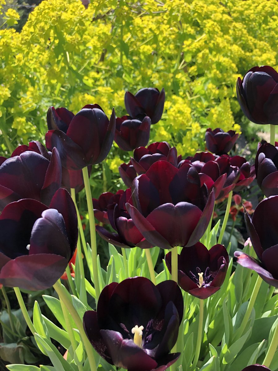 Happy Tuesday everyone! Gorgeous dark tulips against the acid green of euphorbia ⁦@Dorothyclive⁩ at the weekend! Have a great day #TulipTuesday 🖤💚