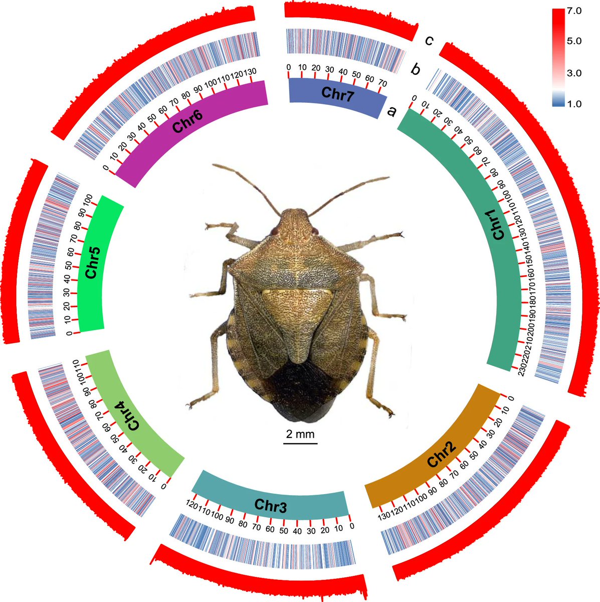 Chromosome-level genome assembly of the predatory stink bug Arma custos. #PredatoryStinkBugGenome #ArmaCustosGenome #ChromosomeLevelAssembly @ScientificData
nature.com/articles/s4159…