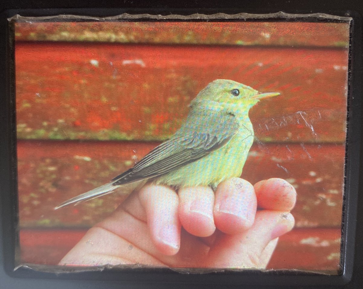 Bird of the day so far. Melodious Warbler trapped in the moat. Also a Serin over.