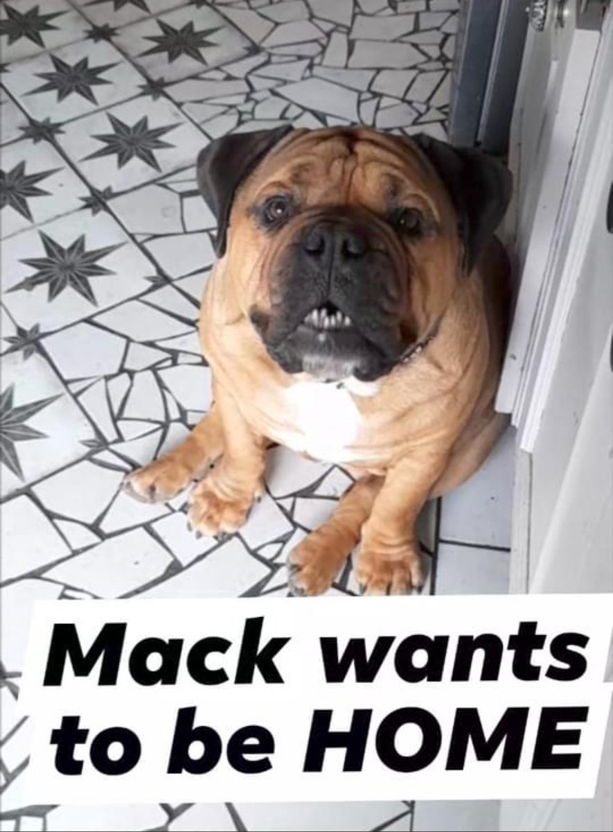 #Tinahely #Wicklow #MissingDog #Stolen #BringMackHome It’s been over a week since Mack was taken from his own garden in the Wicklow Hills. Please keep sharing until we get this boy home 🙏🏻💔