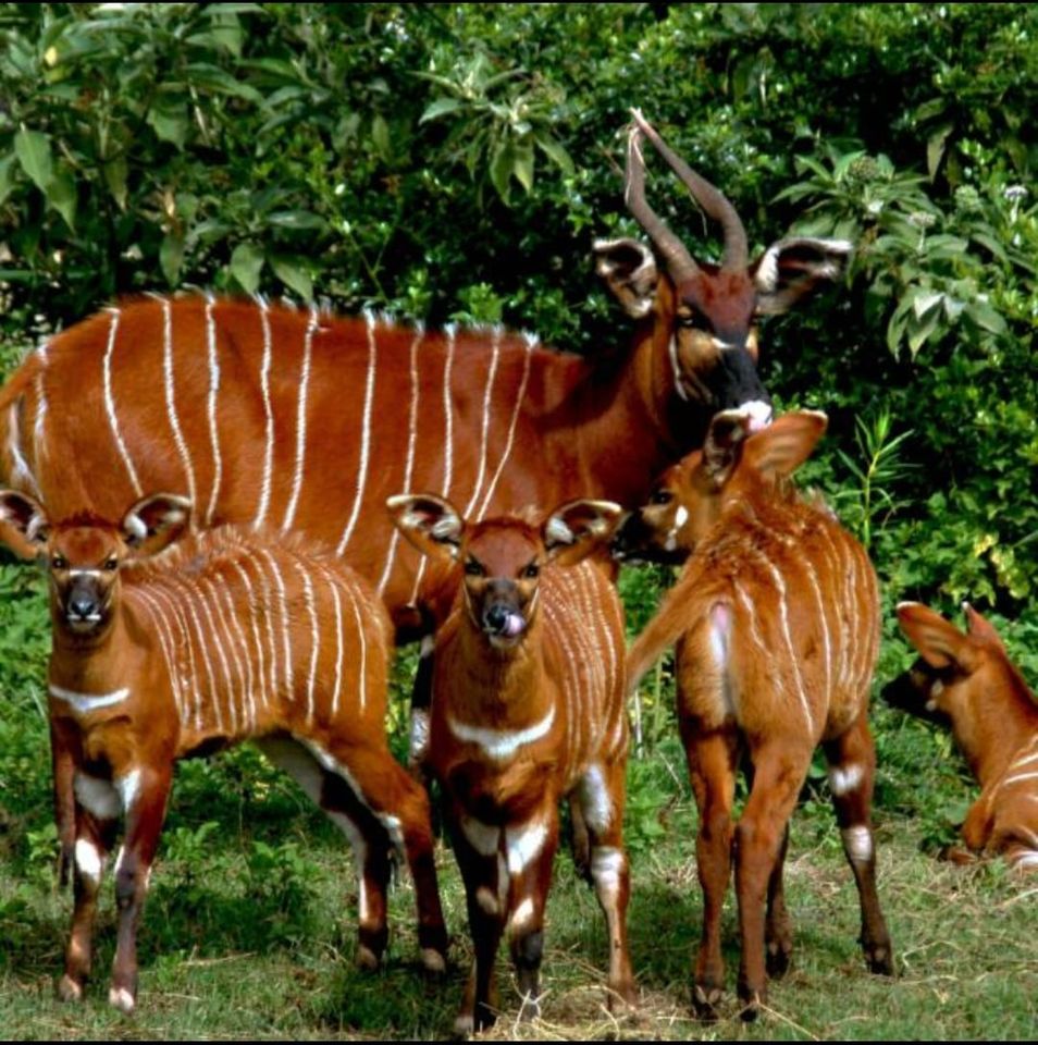 Did you know that The Mountain Bongo (Tragelaphus eurycerus isaaci) is a critically endangered tragelaphine antelope sub-species that is endemic to Kenya?

Conservation efforts are crucial to ensuring the survival of these magnificent animals in the wild. By raising awareness,…