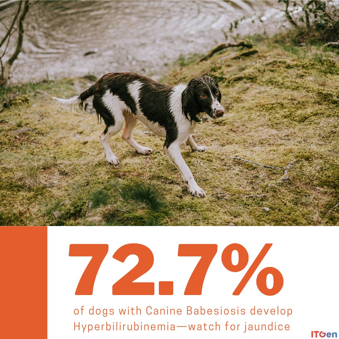 Unravelling Canine Babesiosis: Understanding Hyperbilirubinemia in Our Four-Legged Friends. Paws up for health checks and keeping the tick-trouble at bay! #itgen #vet #vetmed #veterinarian #rapidtest