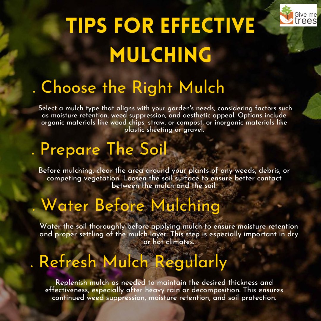 Discover the secret to healthier plants and thriving gardens with our starter guide to mulching! #givemetrees #mulching #mulchmatters #healthysoil #soilhealth #givemetreestrust #plantcare #organicmulch #naturalfarming #plantingagreenerfuture #natureconservation