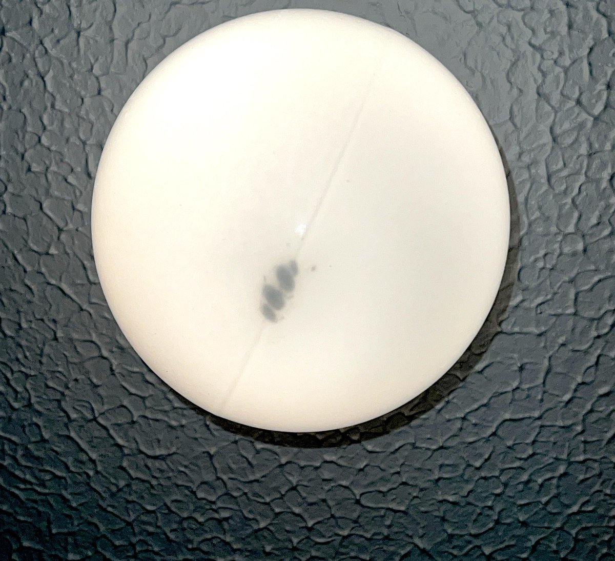 family of 4 dead woodlice and their shit inside my bathroom light