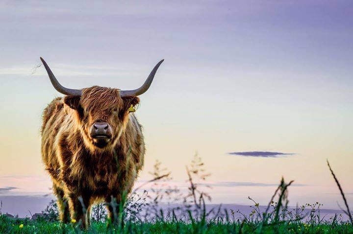 What a good looking guy on show at #Sandend, #Aberdeenshire! 📷 IG/caggie928 via #VisitScotland #Scotland #HighlandCoo #Coo #ScottishBanner #LoveScotland #ScotlandIsCalling #CoosDay #HeilanCoo