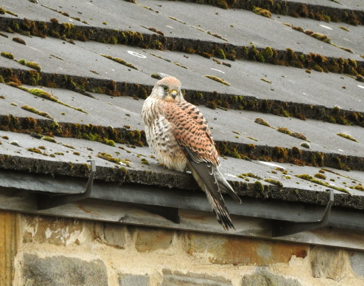 Good Morning 😊 Grey misty start to Tuesday. Mrs. #kestrel drying out after getting caught in the downpour
