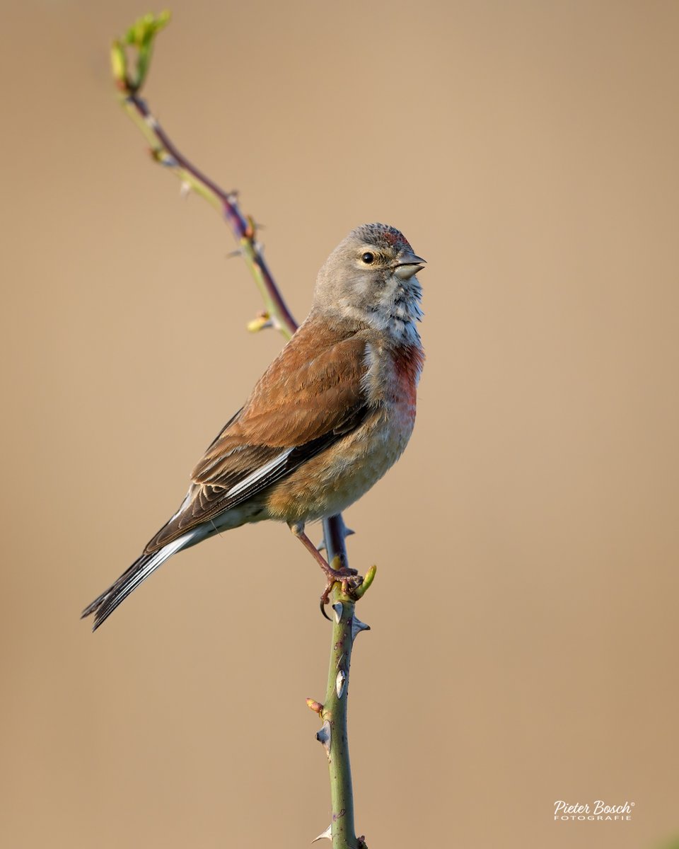 De #kneu (m) is met zijn karmijnrode borstmomenteel helemaal op kleur.
@vogelnieuws #oostvaardersplassen #vogelfotografie