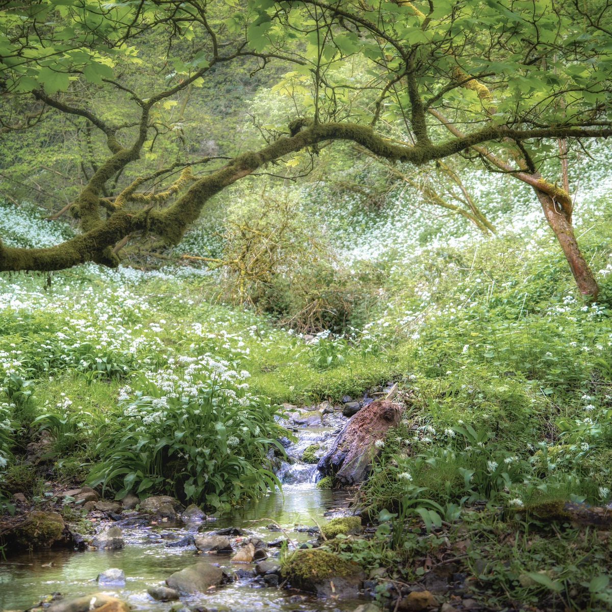 Have you ever chanced upon a place so beautiful and perfect, that afterwards you’ve wondered whether you imagined it all? I’m pleased I have photographs of this little fairy glade, and the smell of garlic still on my wellies, or I might have thought it a dream. #peakdistrict