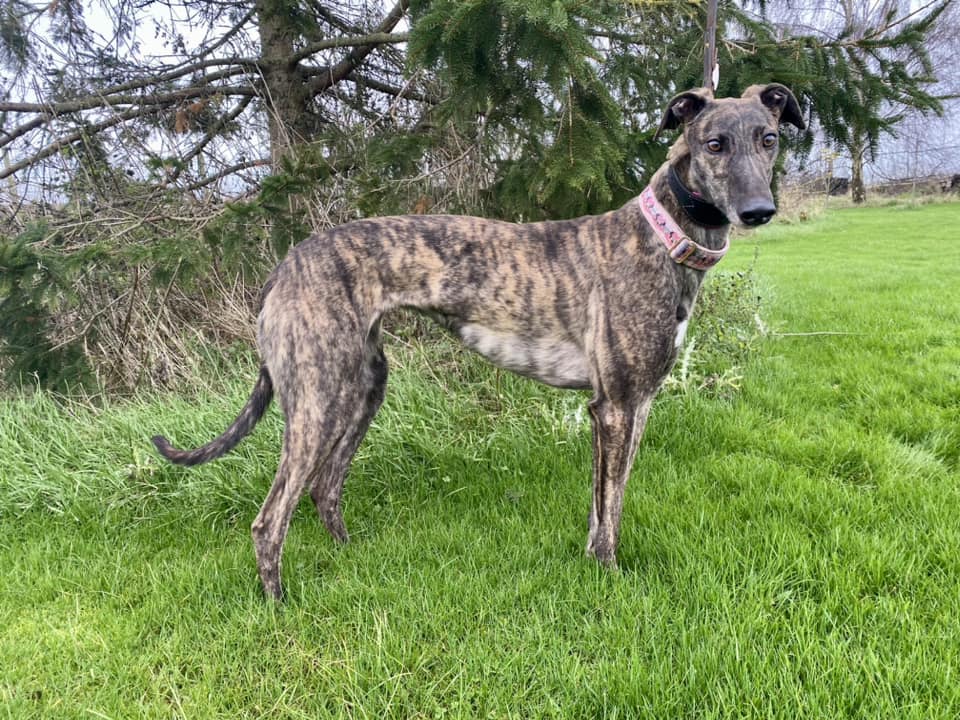On Sunday 5th Swift Adieu (Molly) was homed to a family in Lincoln. Molly won 6 of 36 @NewcastleDogs before winning 1 of 12 @nottingham_dogs for @NewlandKennels She was the 37th greyhound we homed this year and took us to 2,452 different greyhounds we have homed since we began