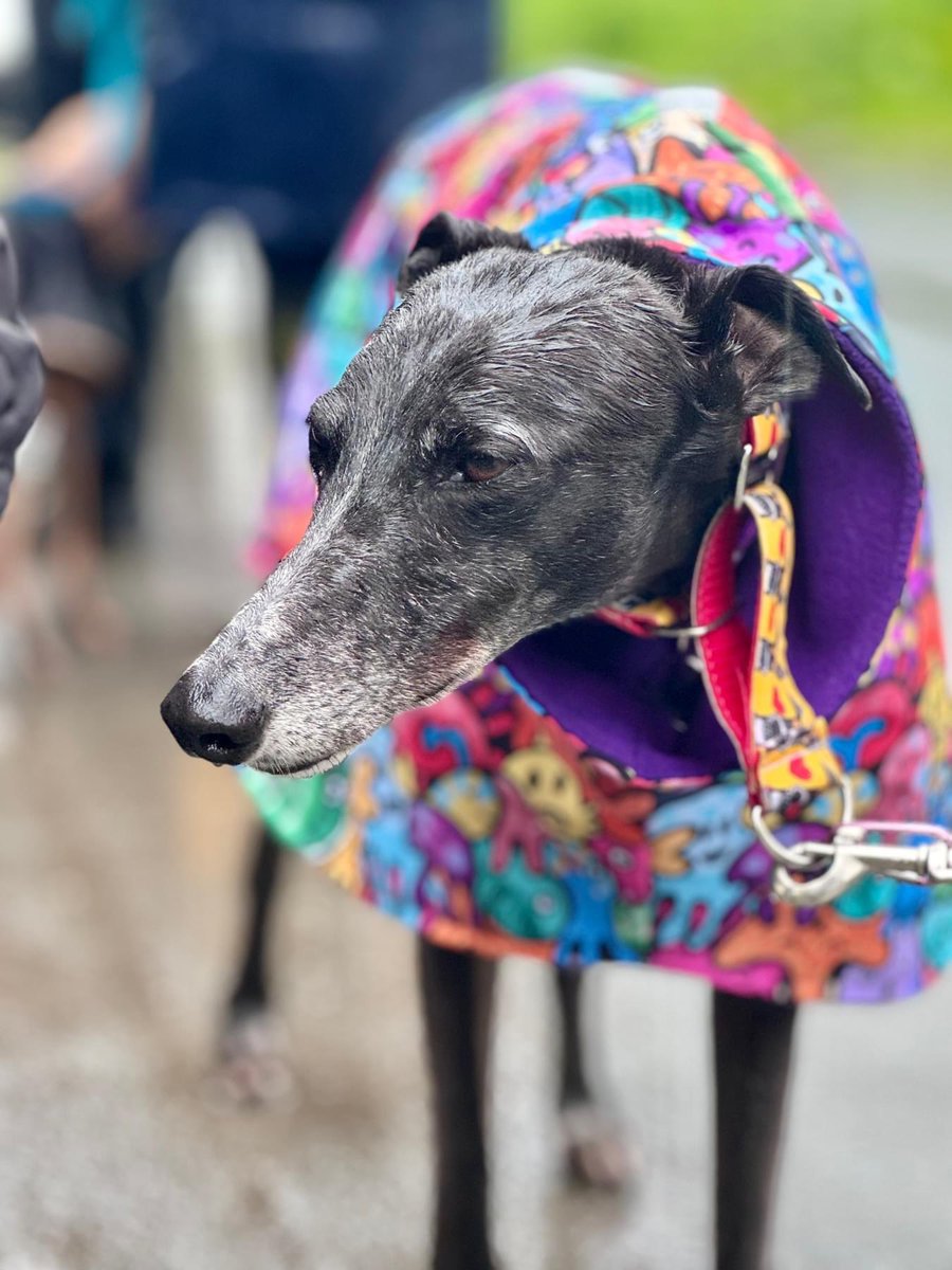 SighthoundSocialClub tweet media