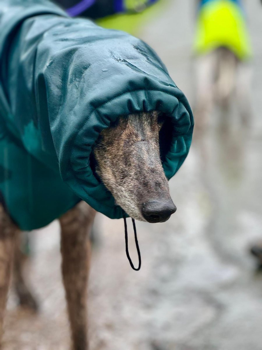 SighthoundSocialClub tweet media