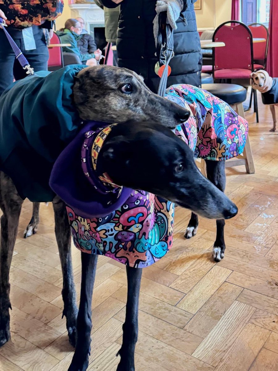 SighthoundSocialClub tweet media