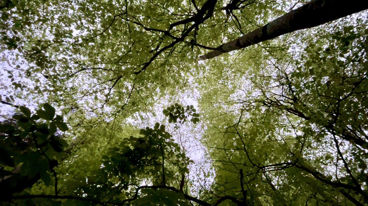 A beautiful dawn chorus of bird song rising above clouds of cow parsley youtu.be/mom29hJEqvE?fe… via @YouTube I awoke much toooooo early so went for a walk just after 5am. The birds were all awake singing their songs of life and declaration of territorial presence.