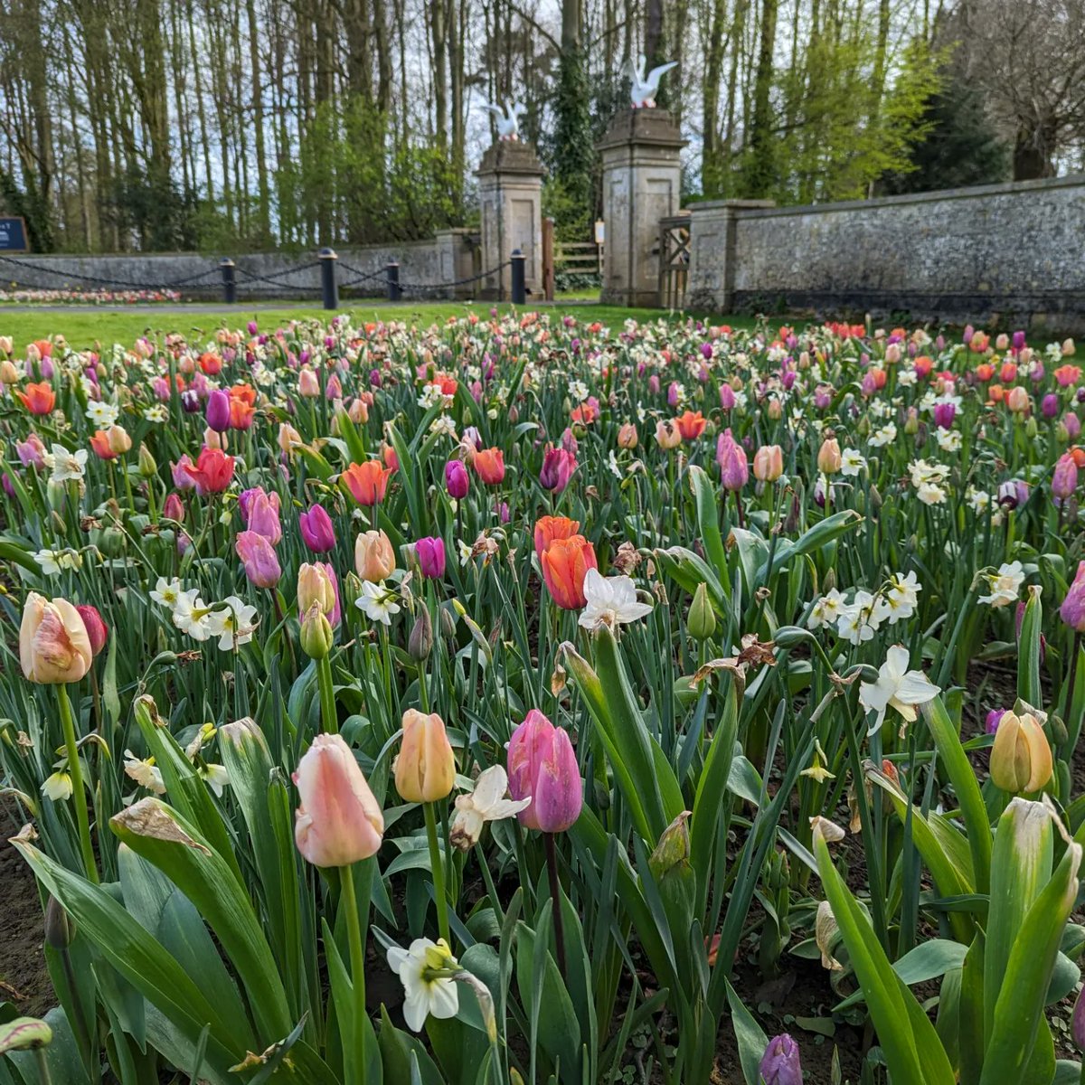 Jake Croft (@jakecroft_mhort) on Twitter photo Front beds a couple weeks ago, they got battered by the rain but still put on a great display. Soon to be a sea of #alliums
#tulips #springbulbs🌷 <a href="/jubholland/">JUB Holland</a> Front beds a couple weeks ago, they got battered by the rain but still put on a great display. Soon to be a sea of #alliums
#tulips #springbulbs🌷 <a href="/jubholland/">JUB Holland</a>