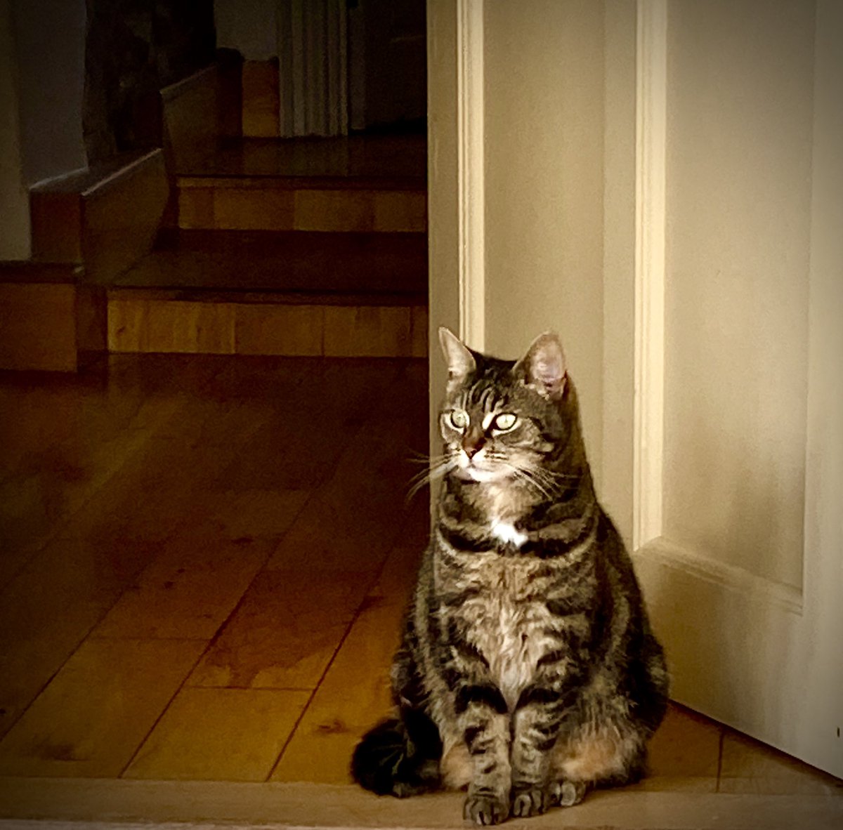 It’s #TabbyTuesday and also grocery delivery day. I will wait on the step and keep a lookout for the tuna! 🎣🐈😸 #CatsOfTwitter #XCats