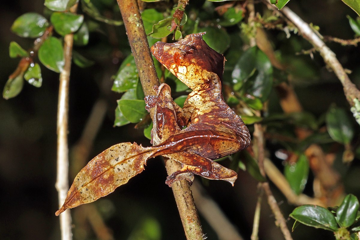 Les geckos uniques de Madagascar, menacés par la déforestation. 🌿🦎  Soutenons la conservation pour protéger ces merveilles de la nature ! 🙏  
#Ankeniheny #Conservation 🇲🇬