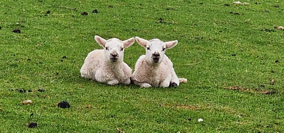 Wooly and Fluffy chilling out together this morning in Carlingford @bbcniweather @angie_weather @WeatherCee @barrabest @linzilima @geoff_maskell @lindahughesmet @Ailser99 @MCMarieB @CarolN657 @CarlingfordIRE @laneyupthehill @StephMT86 @MissEllieN