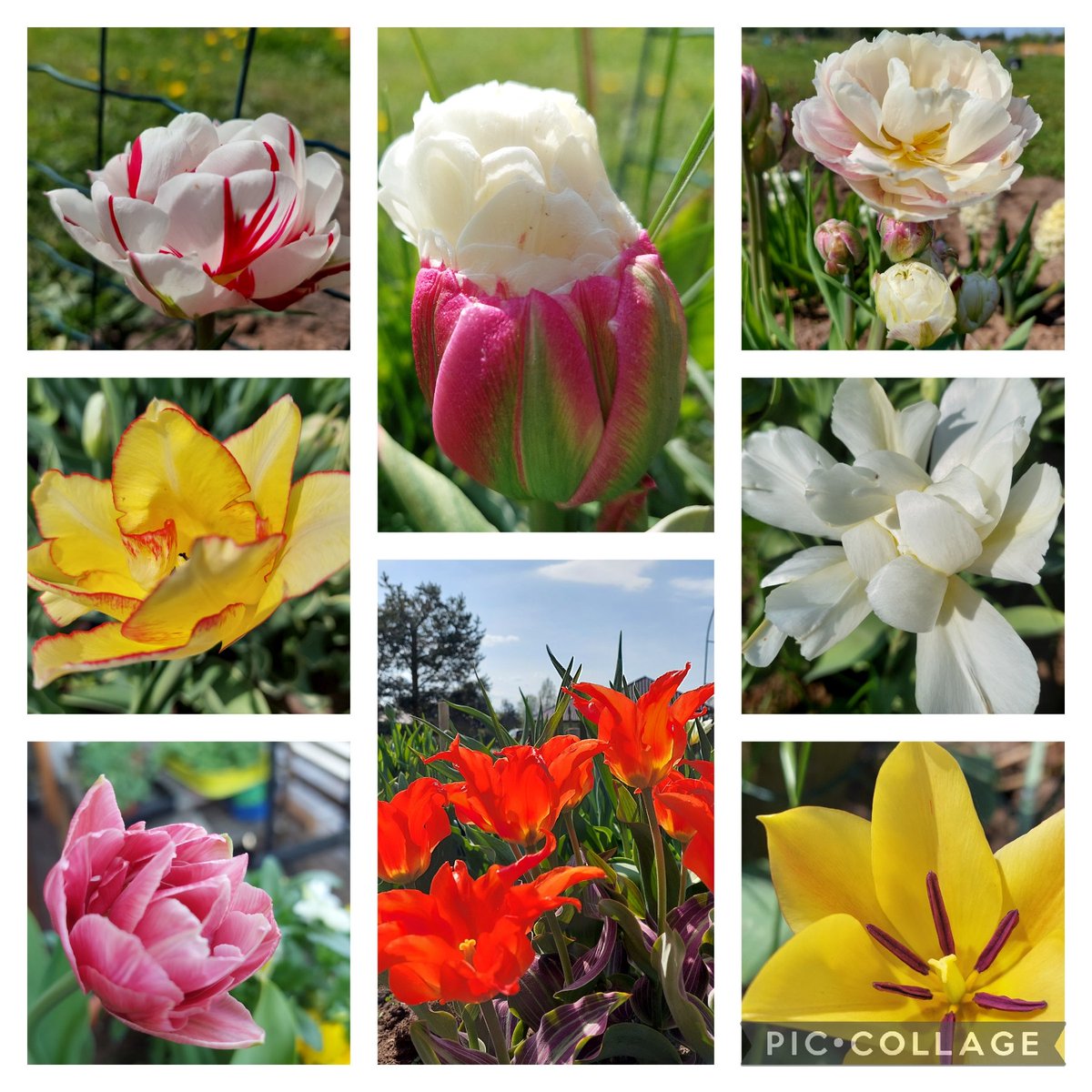 #tuliptuesday šogad brīnišķīgas tulpes