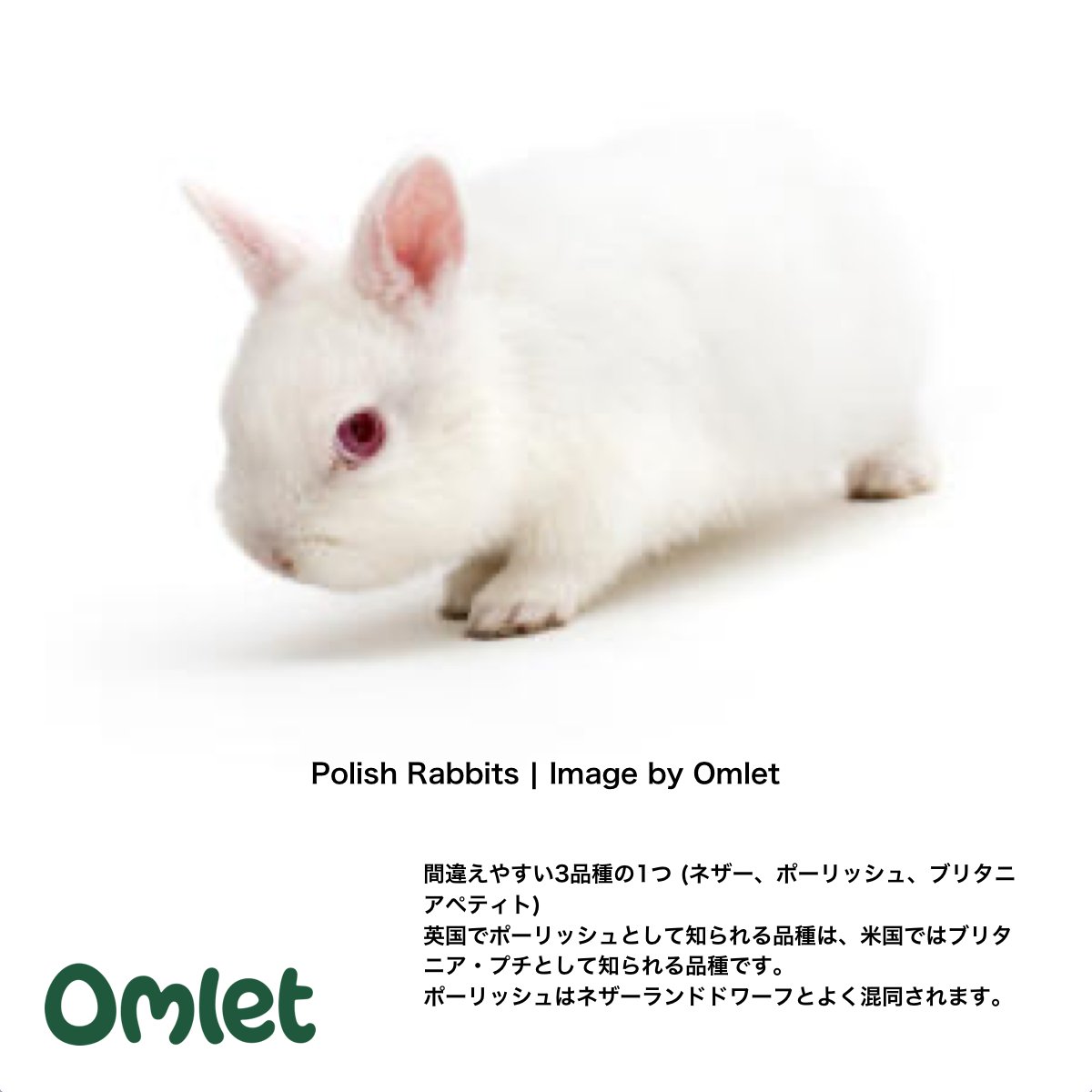 ふゆのひラニー　リボンヌ・うさぎ・ボディフック　16g NINIZEE ぬいぐるみ 「ガーデン詩篇」 うさぎ 兎 ブラインド