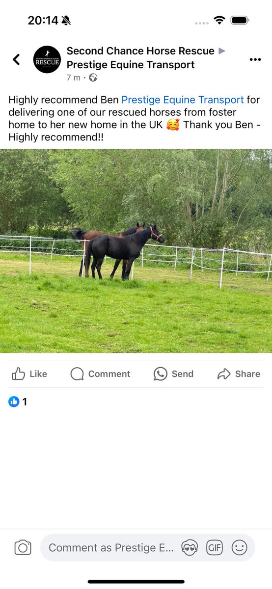 BenMannall's tweet photo. Reviews like these 2 make me very happy. Another busy day yesterday for Prestige with 2 jobs and a very busy rest of the week with more trips planned.  Proud to be providing transport for these amazing animals. ….#HorseTransport#PrestigeEquineTransport https://t.co/SYD3Z1bImB