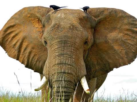 The African elephant is not just the largest living land animal but it has an enormous brain size to match. Their brains can weigh up to a whopping 5.4kg and are, without doubt, the largest brain of all animals living on land.