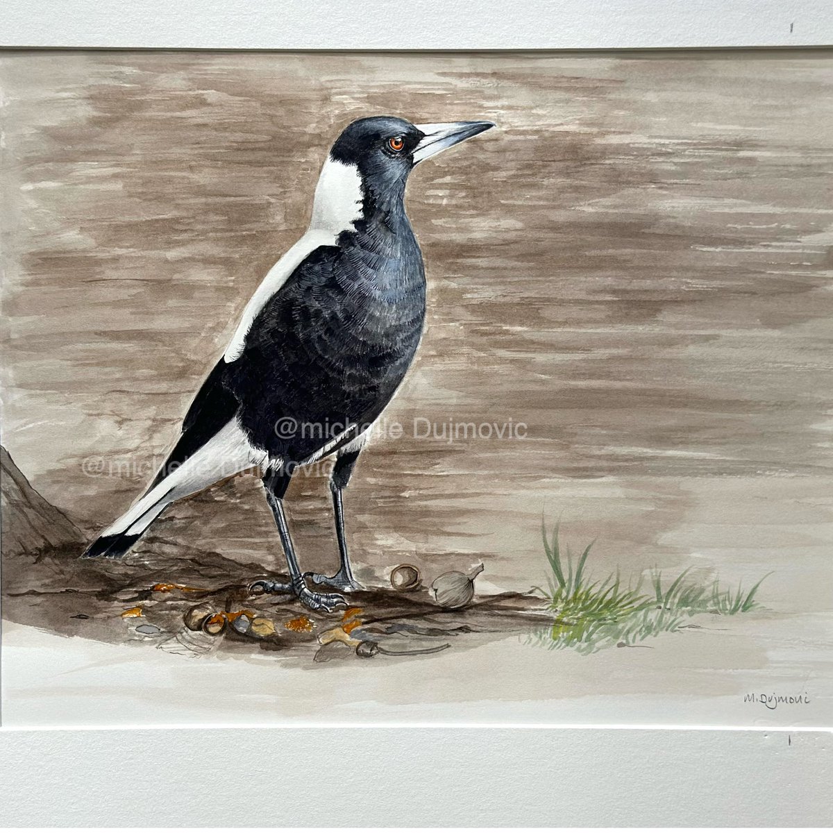 Finished my latest Australian Magpie painting! #birdart #natureart #naturalhistoryart #watercolour