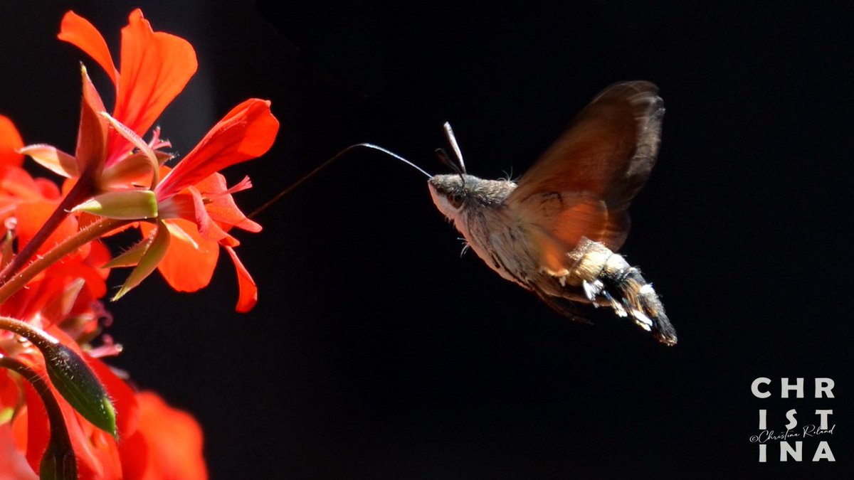 #Dag7 van #Meimotten. #Kolibrievlinder #Macroglossum_stellatarum @maryvanderes