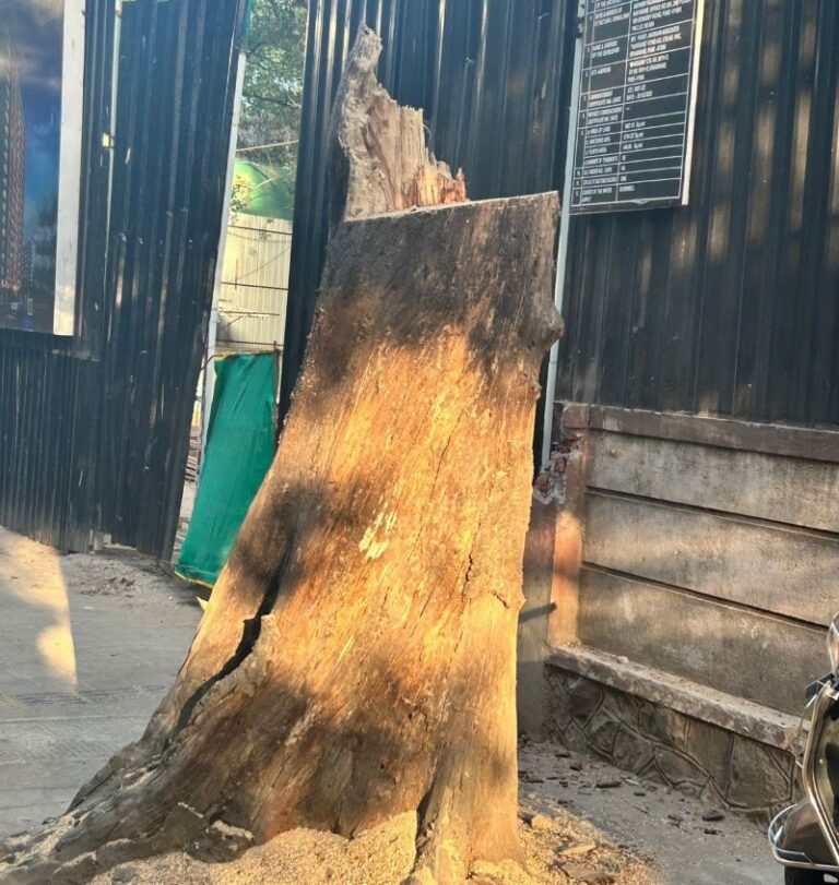 #Pune citizens express concern over chopping off tree on #PrabhatRoad, netizens call for prompt action against violator...... . . In a recent tweet on X (formerly Twitter), Aamod Bhave highlighted a distressing incident where a revered old tree was ruthlessly chopped down on…