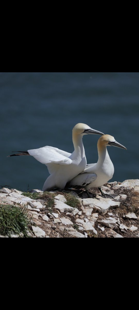 @kirola_hemant A pair of Gannets  #Theduos