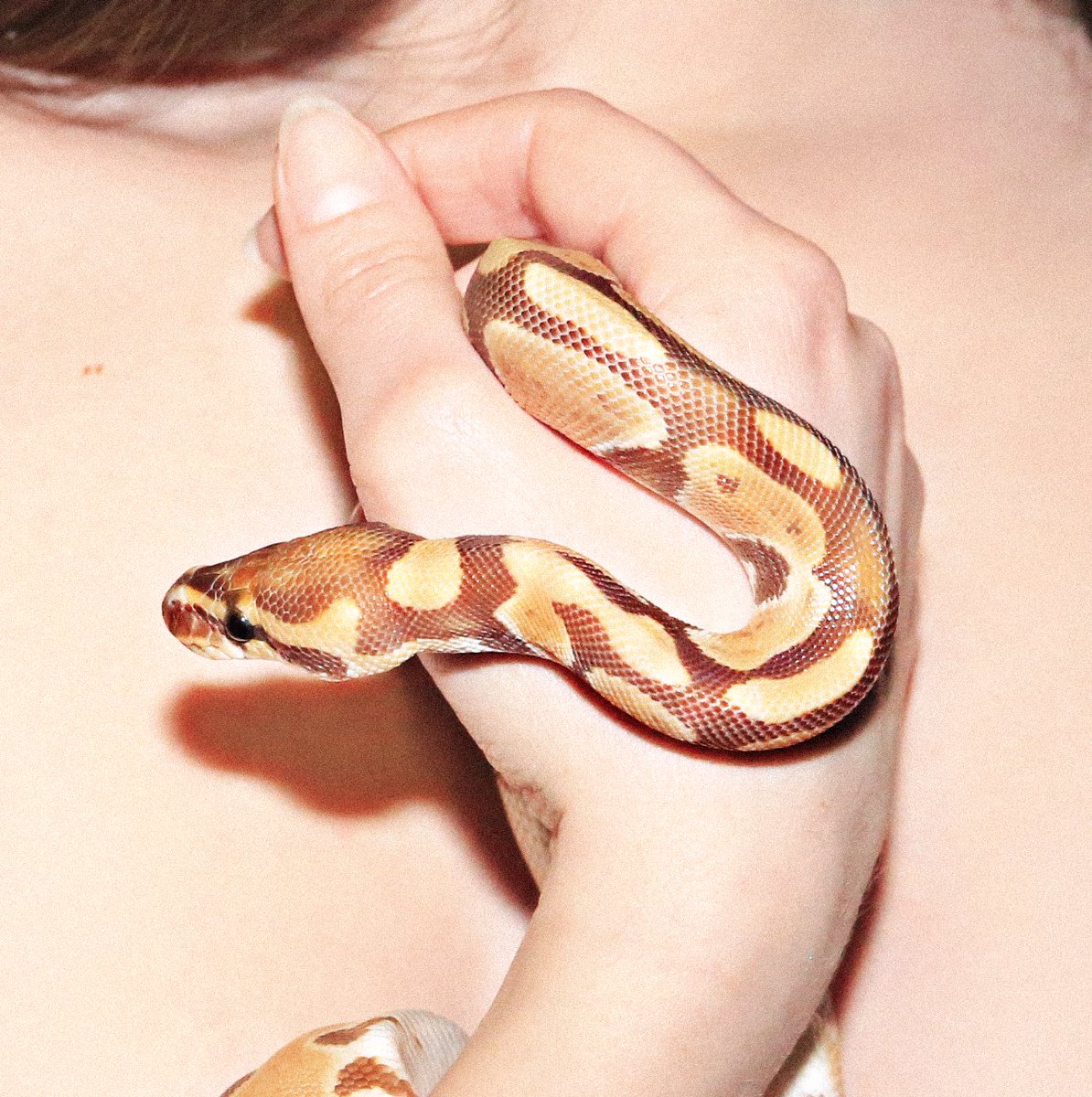 Leonardo Glauso tweet media