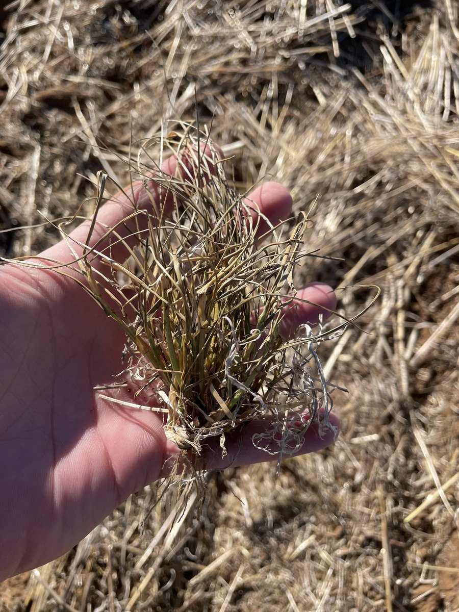Glyphosate resistant rye grass over summer becoming very common (sparklers) these days- dormancy has changed. Takes a whole new approach with knockdowns and spikes with pre em interaction to bring them down. @CropDoctor54 @agrobaz @robbert115 @PBoutsalis