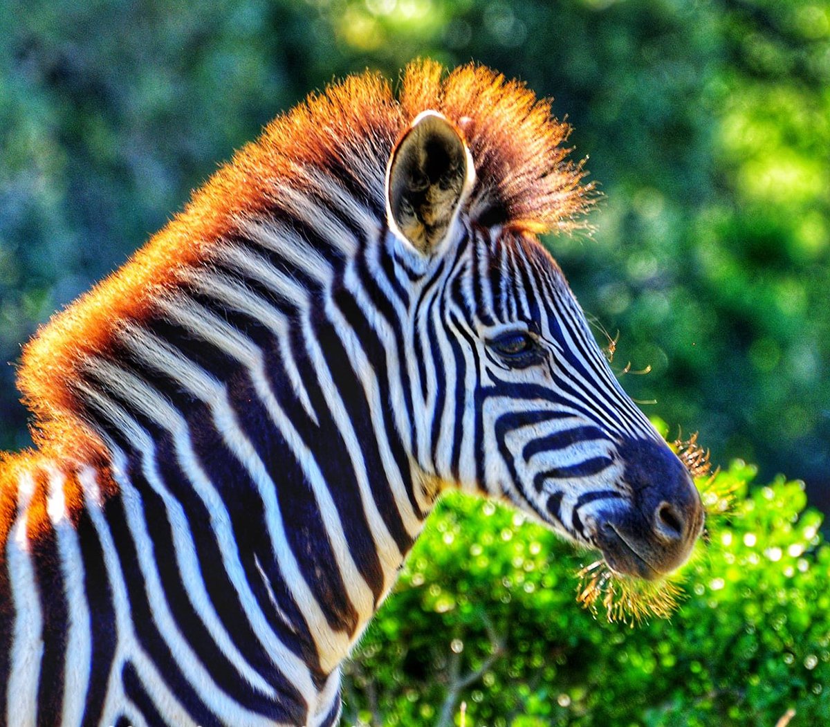 Sunkissed young zebra in #AddoElephantNationalPark 🦓📷WC Nature Photography #LiveYourWild @SANParks