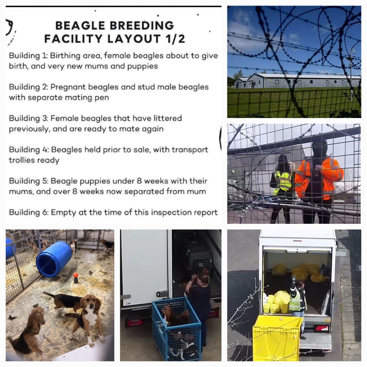 Marshall BioResources in Huntingdon UK. Thousands of puppies are just bred to be tortured and slaughtered in laboratories. No outrage. Massmurdering of puppies is regarded as normal. Beagles are not pets. They are livestock mirror.co.uk/news/uk-news/t…
