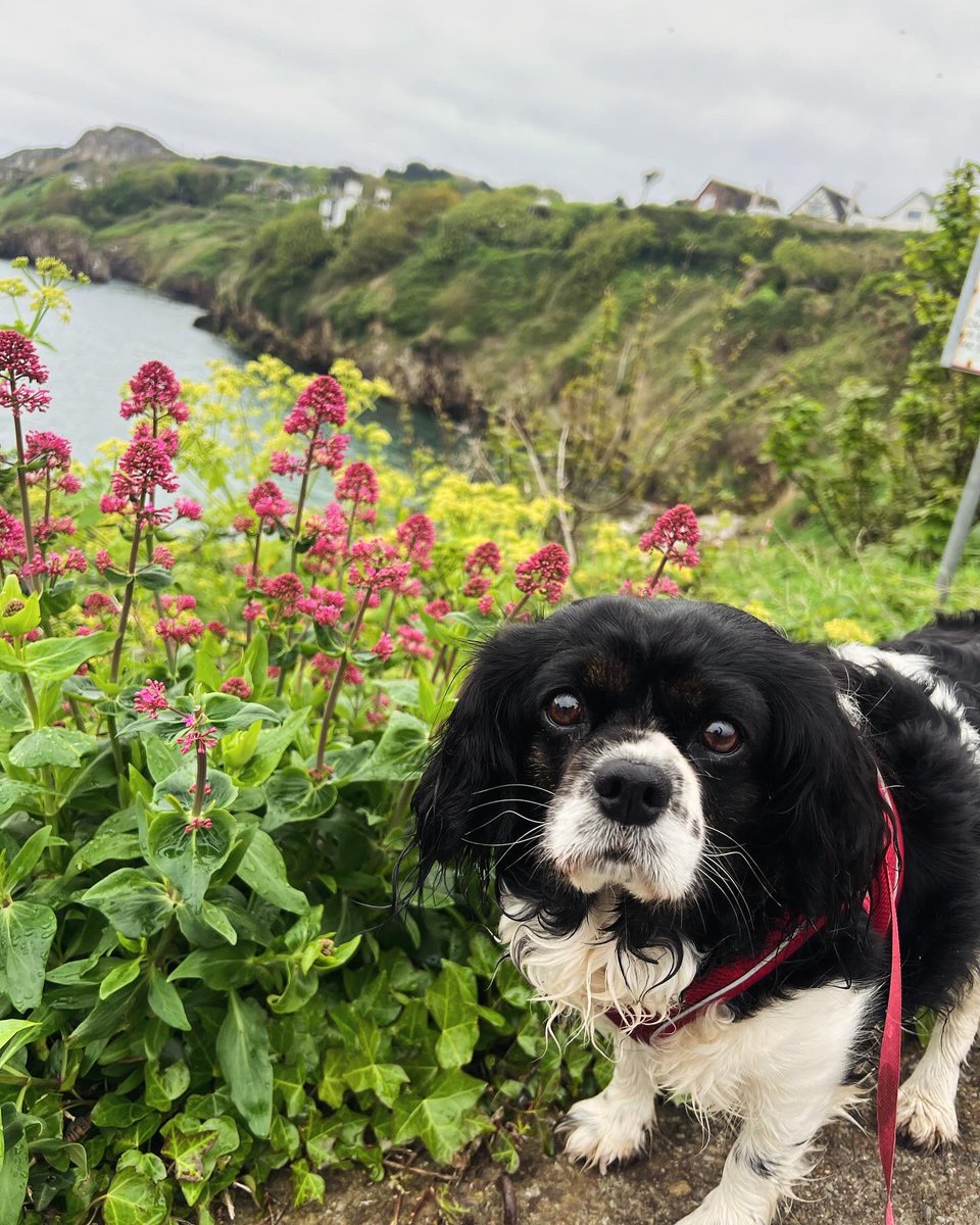 Our Favourite Views in Howth #howth #dublin #ireland #dublincoastaltrail #hiddenhowth #dogsoftwitter