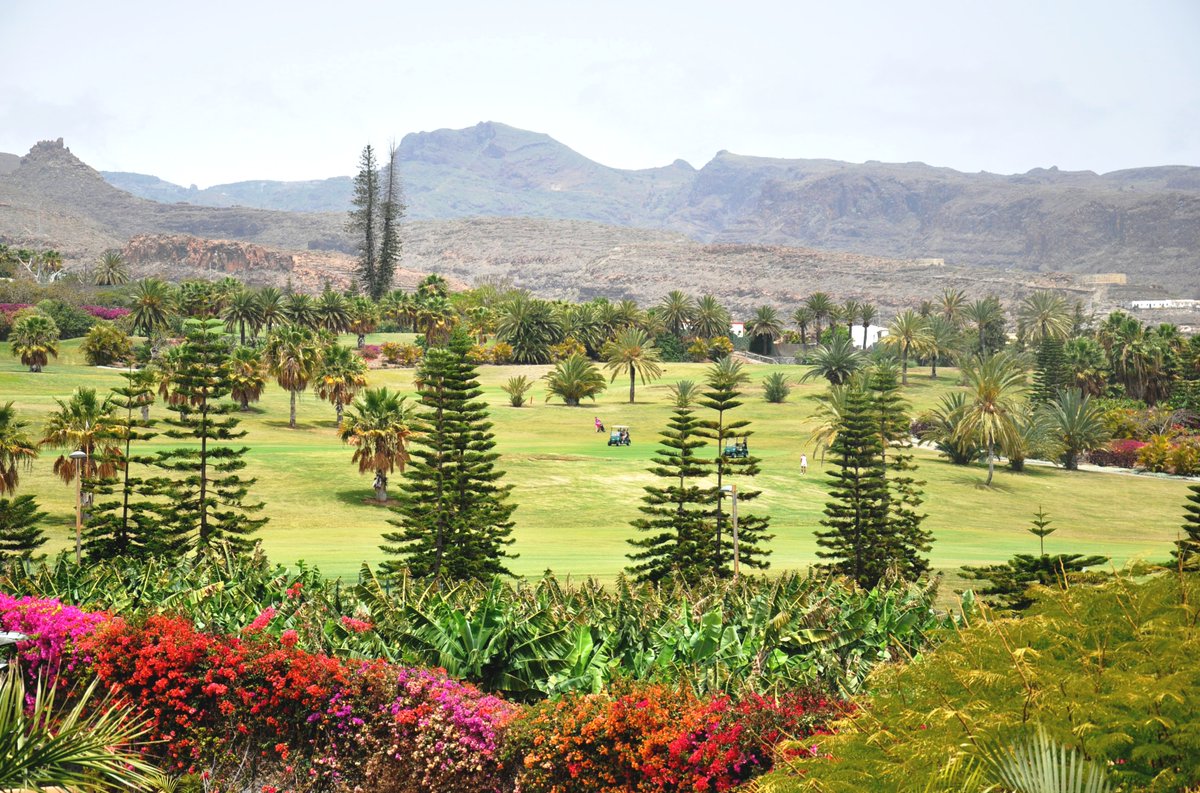 Did you know the fairways and greens at Tecina Golf are surrounded by lush Canary Island flora? ⛳

You'll find cardón and tabaiba plants as well as fruits like bananas, avocados, and mangoes. 🍌🥑

#tecinagolf #jardintecina #nature #canaryislands