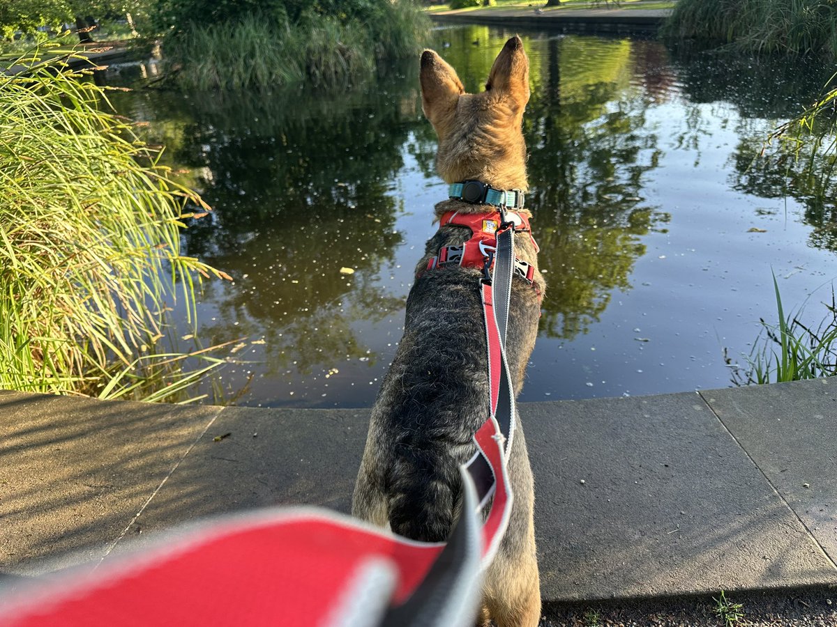 Big adventure for #sophiefromromania and me this morning, crossing the busy main road on the way to a whole new park. Despite a bit of carrying when we suddenly came across the bin lorry we did well…