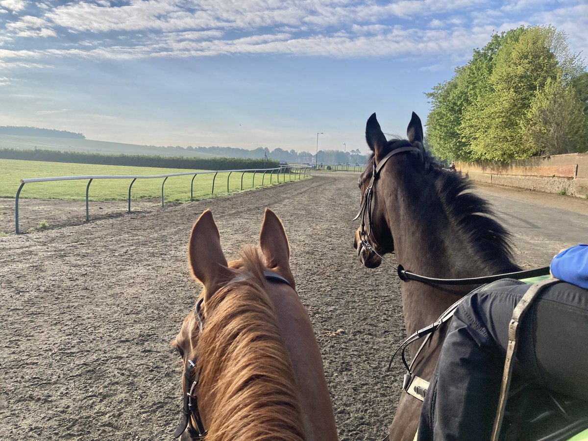 Two happy horses enjoying each other’s company on a beautiful morning @NewmarketGallop #HiddenPearl #Hiccups (Serious point re the supposedly ‘cruellest cut of all’, ie the kindest cut: there’s no way Hiccups could enjoy life like this but for having been gelded).