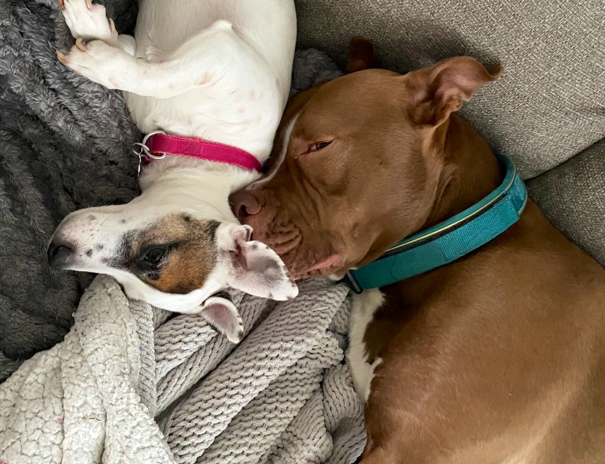 Snuggle buddies. I love my Tiny Big Sis #staffie #staffy #JackRussell #dogs #dogslove #dogsoftwitter #dogsofX #snuggles