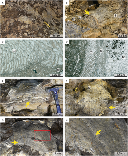 Stephen Lokier (@stephenlokier) on Twitter photo Delighted that our paper 'Inside a sediment-stressed Middle Devonian carpet reef: Cave exposes details of three-dimensional facies architecture & palaeoecology' was selected by <a href="/JSedimentology/">Sedimentology</a> Editorial Board as an Editorial Pick 2023!
<a href="/fossil_fancier/">Tanja Unger</a>
onlinelibrary.wiley.com/doi/10.1111/se… Delighted that our paper 'Inside a sediment-stressed Middle Devonian carpet reef: Cave exposes details of three-dimensional facies architecture & palaeoecology' was selected by <a href="/JSedimentology/">Sedimentology</a> Editorial Board as an Editorial Pick 2023!
<a href="/fossil_fancier/">Tanja Unger</a>
onlinelibrary.wiley.com/doi/10.1111/se…