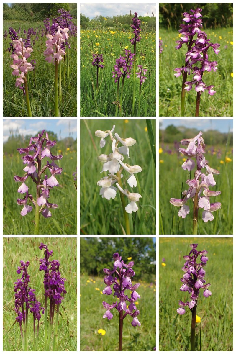 I honestly didn't know where to start with all my photos from Sunday's visit to the well-known @KentWildlife Green-winged Orchid site, Marden Meadows. Thousands of plants showing a wonderful variation in colour. It was a real bank holiday treat to spend time with them. 😍