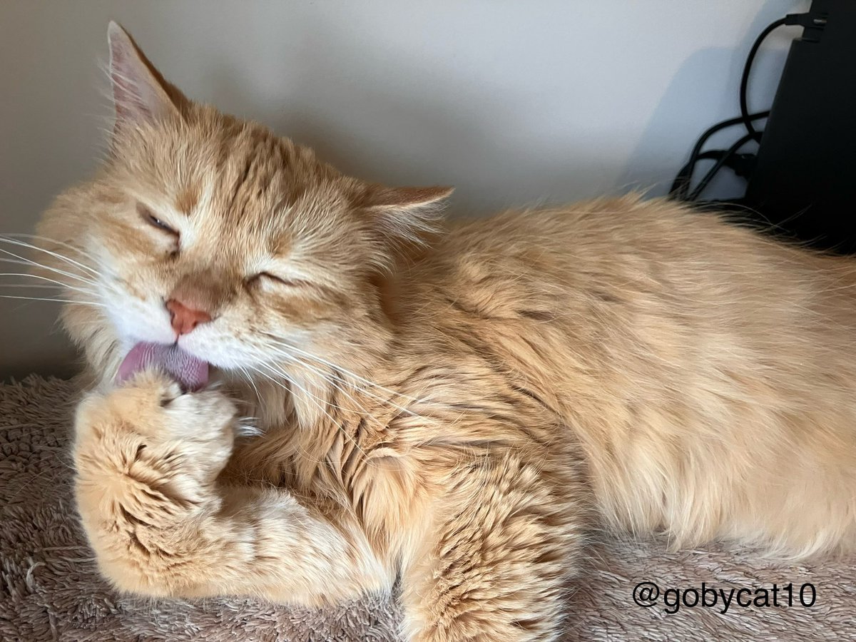 Happy #TongueOutTuesday #CatsOfX #XCats #CatsOfTwitter #TwitterCats #ItsACatsLife #GingerCats #CatsAreFamily #Cats #CatWorldDomination